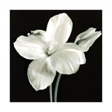 黑白花卉摄影图片素材下载 A