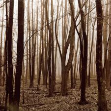 高清雾蒙蒙的树林摄影图片素材下载 A