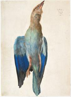 丢勒作品: 一只死亡的鸟水彩画欣赏