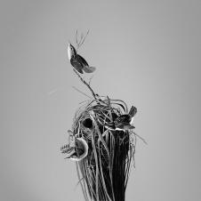 鸟巢装饰画: 黑白鸟巢