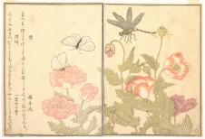 喜多川歌磨作品:蝴蝶　蜻蜓和罂粟花