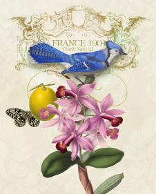 欧美田园花鸟装饰画: 花卉上的蝴蝶和小鸟 E