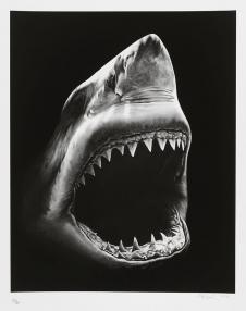 动物黑白画: 鲨鱼装饰画 ROBERT LONGO-Shark 5 2011