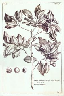 欧式两联黑白装饰画素材: 植物素描画 A