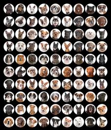 百宠图之百猫图: 猫脸图谱装饰画欣赏 C