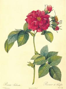 一组质量不错的玫瑰花水彩画素材下载, 月季花水彩画欣赏: