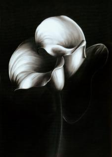 三联黑白花卉油画素材: 马蹄莲装饰画