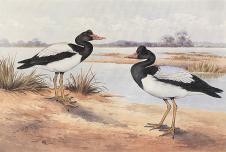 内维尔·威廉·凯莱（Neville William Cayley） Magpie Goose 喜鹊鹅