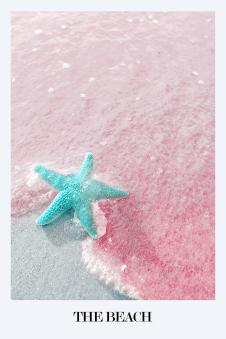 粉色海星摄影素材下载