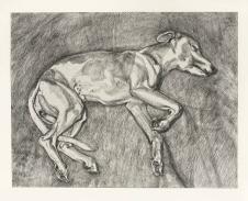 卢西安弗洛伊德素描作品: 睡觉的狗  高清图片下载