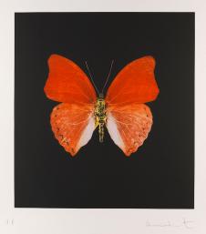达明安·赫斯特作品: Damien Hirst蝴蝶油画欣赏 Butterfly