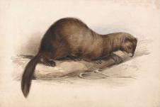 Edward Lear-A Weasel 　鼬鼠水彩画