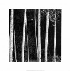 高清卡纸画素材下载: 黑白树木摄影 B