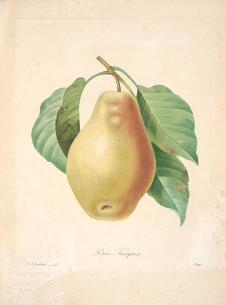 约瑟夫·雷杜德植物图鉴: 梨子水彩画高清素材下载