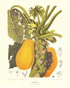 欧式四联水果装饰画: 木瓜装饰画