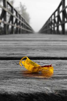 桥头上的一片黄叶摄影欣赏
