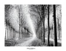 高清黑白风景摄影素材下载: 整齐排列的树林摄影图片