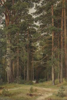 希施金高清风景油画作品 黄昏的松树林 大图下载