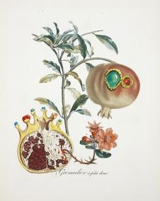 萨尔瓦多·达利: 石榴与天使Grenade et l'ange (The Pomegranate and the Angel), 1969