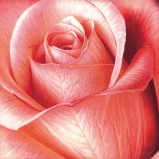 现代写实大玫瑰花油画高清素材 B