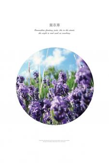 紫色花语系列: 薰衣草装饰画 C