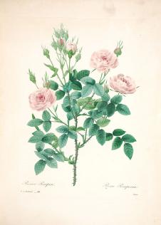 约瑟夫·雷杜德花卉图鉴:  玫瑰花水彩画素材高清下载