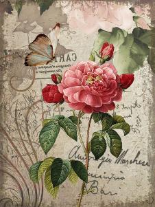 欧式花鸟画: 玫瑰花与蝴蝶 D