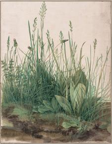 丢勒作品::一大块草坪水彩画欣赏 (世界上最早的水彩画