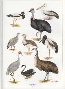 内维尔·威廉·凯莱（Neville William Cayley）Australias Largest Birds