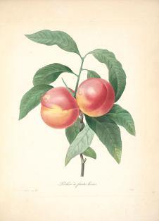 约瑟夫·雷杜德花卉图鉴: 桃子水彩画素材下载