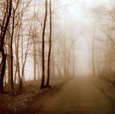 高清雾蒙蒙的树林摄影图片素材下载 B