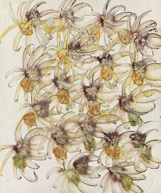 西德尼·诺兰（Sidney Robert Nolan）  flower study 2
