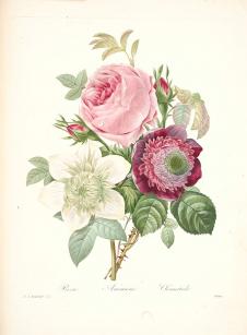 约瑟夫·雷杜德花卉图鉴:月季花水彩画, 切画玫瑰装饰
