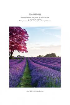 紫色花语系列: 薰衣草装饰画 B