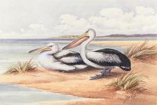 内维尔·威廉·凯莱（Neville William Cayley）Australian Pelican 鹈鹕水彩画