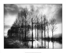 高清黑白风景摄影素材下载: 树林摄影图片