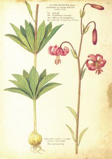花卉圣经: 高清植物图鉴-花卉圣经图谱, 花卉水彩画素材下载 B