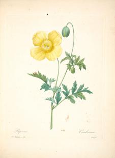 约瑟夫·雷杜德花卉图鉴: 野罂粟,黄色罂粟花水彩画素