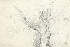 康斯太勃尔: 树的素描习作
