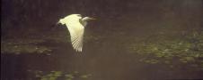 飞过睡莲池塘的鹤