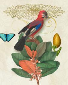 欧美田园花鸟装饰画: 花卉上的蝴蝶和小鸟 H