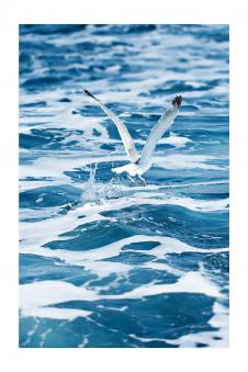 三联海景摄影素材: 捕鱼的海鸥