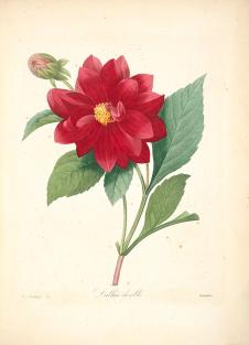 约瑟夫·雷杜德花卉图鉴: 红色玫瑰花水彩画欣赏