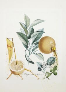 萨尔瓦多·达利:Pamplemousse érotique (Erotic Grapefruit), 1969