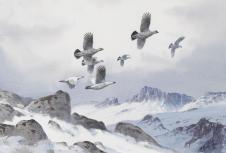 雪山上飞翔的一群鸟