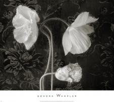 高清黑白花卉摄影素材: 罂粟花装饰画 A