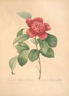 约瑟夫·雷杜德花卉图鉴: 高清玫瑰花水彩画素材下载