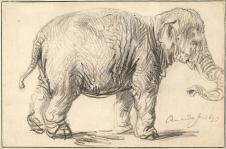 伦勃朗素描: 大象 An Elephant