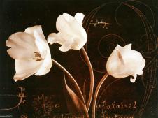 现代高清四联黑白花卉装饰画素材下载 C 郁金香