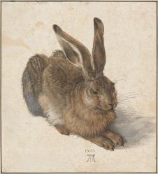 丢勒作品: 年轻的野兔